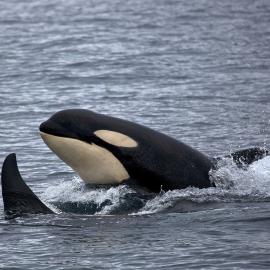 Fighting for the Rights of Southern Resident Orcas
